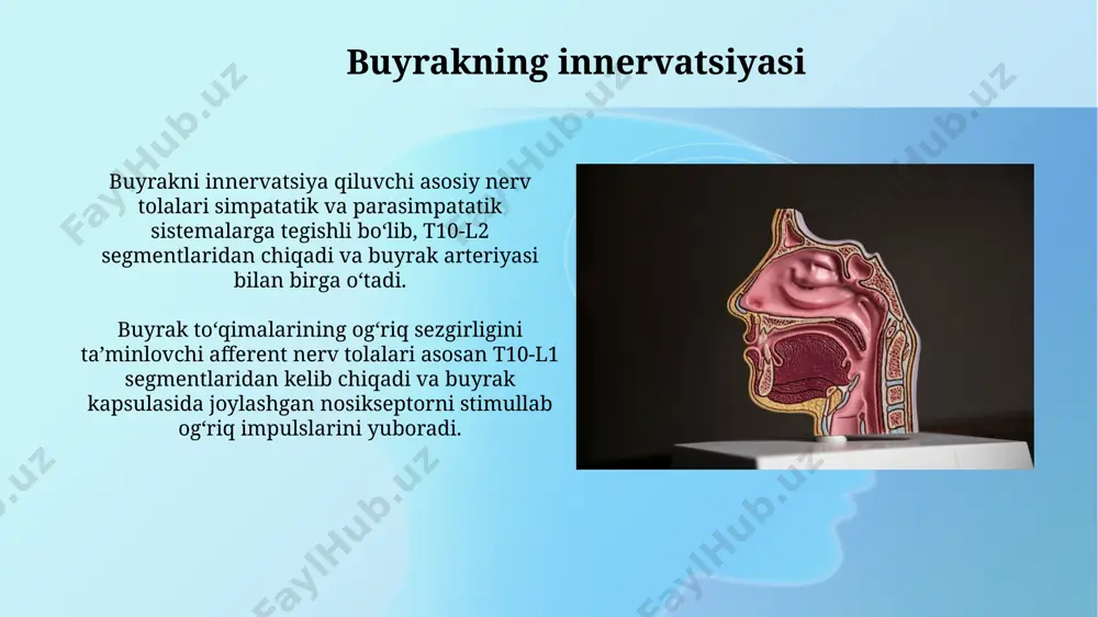 buyrak anatomiyasi rasmi va buyrak tugʻma anamoliyalari rasmi - Page 5