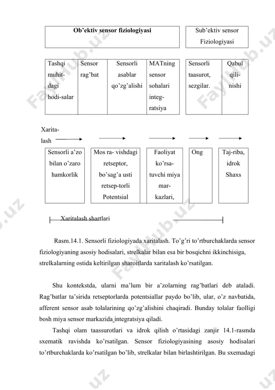 lan bog’liq bo’lgan sezgi a’zosi, tashqi hodisalarning ma’lum bir kategoriyasiga javob berish, u xaqdagi axborotni mat ga yuborish qobiliyatiga ega. har bir sezgi a’zosi sensor taassurot qoldiradi, ular kuchi bo’yicha har xil bo’lsa ham, sifati bo’yicha bir xildir. ma’lum bir turdagi a’zo yordami orqali paydo bo’ladigan bir xil sensor taassurotlar - modallik deb aytiladi. mumtoz "besh sezgi" dan tashqari, biz, harorat, vibratsiya va og’riq kabi modalliklarga ham sezuvchanmiz. tana turg’unligi tuyg’usi ham modallik hisoblanadi. ko’pincha, bir xil modallik doirasida sensor taassurotlarning har xil turlari farqlanadi va ular sifatlar deb ataladi. masalan, ko’rishning yorqinlik va rang (qizil, ko’k, yashil) sifatlari, ta’m bilishning esa - shirin, achchiq, chuchuk, sho’r kabi sifatlari mavjud. umuman, har bir modallik uchun o’z sezgi a’zosi mavjud bo’lib, sifatning material korrelyati xususiyatini sezgi a’zosidagi ixtisoslashgan retseptorlarning bitta tipi bajaradi. turli ta’sirlar, avvalam bor, modalligi, ya’ni har biriga xos bo’lgan energiya shakli bo’yicha tasniflanadi. shunga asosan, ta’sirlarni mexanik, kimyoviy, …
