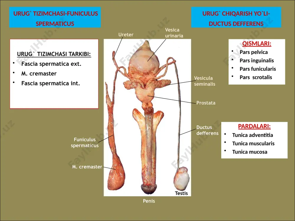 erkaklar tanosil a’zolari-organa genitalia masculina - Page 4