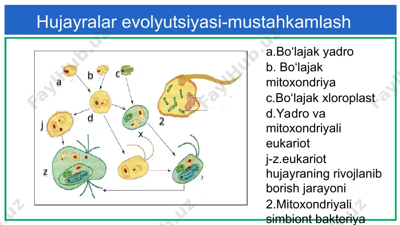 hujayraning kimyoviy elementlari - Page 5