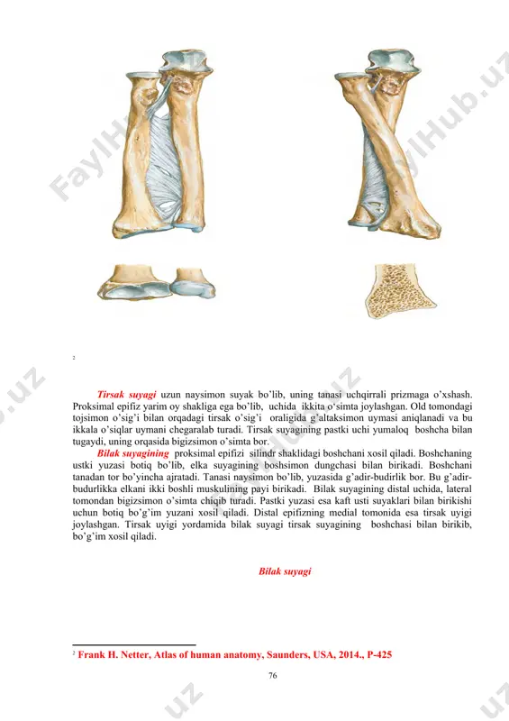 un botiq bo’g’im yuzani xosil qiladi. distal epifizning medial tomonida esa tirsak uyigi joylashgan. tirsak uyigi yordamida bilak suyagi tirsak suyagining boshchasi bilan birikib, bo’g’im xosil qiladi. bilak suyagi [footnoteref:4] [4: frank h. netter, atlas of human anatomy, saunders, usa, 2014., r-426 ] qo’l panja suyaklarining bo’limiga qarab, preparatda suyaklarni joylashishini va nomlarini bilish lozim. kaft usti suyaklarga 8-ta suyak kiradi. ular turtadan proksimal va distal qatorlarni xosil qiladilar. proksimal qatorda katta barmoqdan xisoblanganda quyidagi navbatda suyaklar joylashgan: qayiqsimon suyak, yarimoysimon suyak, uch qirrali suyak, nuxatsimon suyak. distal qatori - trapetsiya suyagi, trapetsiyasimon suyagi, boshchali suyak va ilmoqli suyaklardan tashkil topgan. qo‘l panja suyaklari kaft qismi 5 ta naysimon suyaklardan tashkil topgan. birinchi kaft suyagi kalta va keng bo’ladi. xar bitta kaft suyagi boshcha, tana va asos qismlardan iborat. kaft suyaklarining asoslari kaft oldi suyaklari bilan bo’g’imlar yordamida birikadi. kaft suyaklarining boshchalari maxsus bo’g’im yuzalari orqali proksimal barmoq falangalari bilan …