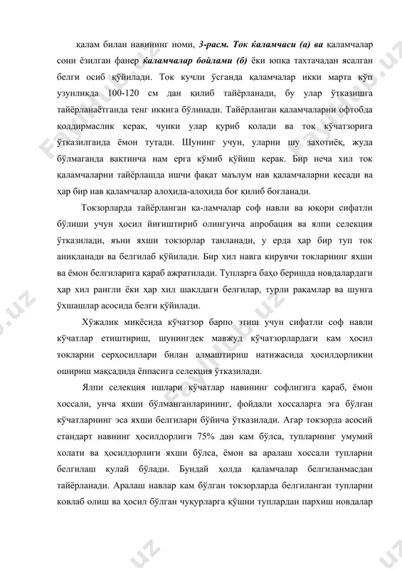 маълумот ёзилади. тайёрланган қаламчалар ўтқазилгунча шамолдан тўсилган сизот сувлари кўпи билан 1,5-2,0 м юзада бўлган ва четроқ жойлардан махсус ўра чуқурларда сақланиши лозим. ўраларнинг чуқурлиги 65-70 см, кенглиги ва узунлиги сақланадиган қаламчалар сонига (1 м юзага 2,5 мингта қаламча ҳисобда) боғлиқ бўлади. ток қаламчаларини жойлашдан олдин чуқурларга сув қўйилади. сув шимиб кетгандан сўнг қаламчалар боғ-боғ қилиб, навига қараб, вертикал равишда пастки қисмини юқорига қаратиб жойланади. боғлар ва қаламчалар орасидаги бўш жойларга юмшоқ тупроқ сепилади. ҳар бир нав ток қаламчалари учун алоҳида ўралар ковлаш керак ёки навлар бир-биридан кенг ертўсиқ билан ажратилади. жойланган қаламчалар 40 см гача қалинликда тупроқ билан бекитилади. чуқурда эриган муз ёки ёмғир сувлари силжимаслиги учун унинг атрофида сув оқиб кетадиган ариқлар ковланади. чуқур бекитилгандан сўнг навини номи ва қаламчалар сони ёзилган ёрлиқли қозиқлар қоқиб қўйилади. қаламчалар чуқурда эрта баҳоргача сақланади. уларни жойлаш билан бир вақтда чуқурнинг йўналиши, қаламча боғларини навига қараб жойлаш тартиби ва қаламчалар сони дафтарга …