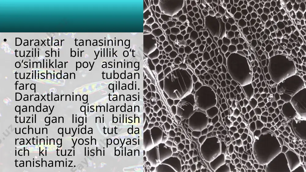 poyaning ichki tuzilishi. 6 - sinf - Page 4