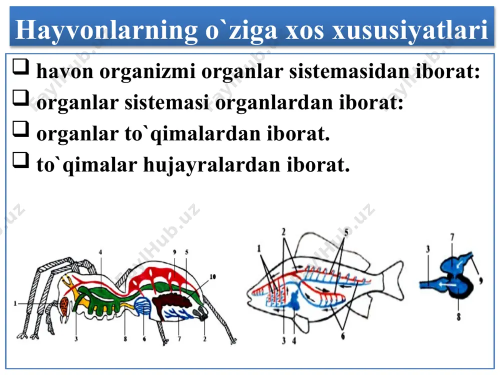 o`tilgan mavzuni mustahkamlash - Page 5