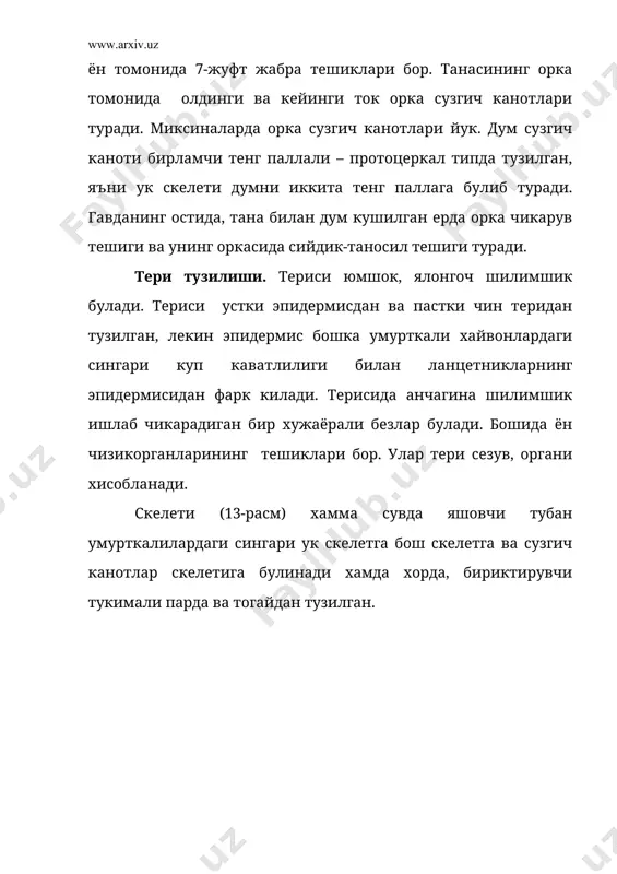 ди ва огиз олди воронкаси, тил хамда жабра халталарининг мураккаб мускул тизимини хосил килади. бу мускуллар улжасига ёпишиш, терисини пармалаб тешиш ва овкатни суриш ва жабра халталари оркали сувни окимини таъминлаш каби вазифаларни бажаради. сувда танасини ён томонга буриш ёрдамида харакат килади. нерв тизими ва сезув органлари бошка умурткали хайвонларга нисбатан паст тараккий этган. бош миянинг содда тузилган белгилари куйидагилар хисобланади: 1) бош миянинг беш булимидан миячаси узунчок миядан ажралмаган, 2) бош миянинг булимлари (олдинги мия, оралик мия, урта мия ва узунчок мия) битта горизонтал текисликда кетма-кет жойлашади, 3) урта мия копкоги тула усиб етишмаган, 4) олдинги мия жуда кичик булиб унинг тагини таргил тана ташкил этади, копкоги юпка эпителийли. хидлов булаклари олдинги мия ярим шарларидан катта (14-расм) жуфт хидлаш нервлари шу булакдан чикади. оралик миянинг эпителиал копкогида пинеал ва париетал органлар жойлашади. париетал орган ёруглик сезиш вазифасини бажаради. унинг устида жойлашган пинеал орган бошка умурткалиларда эпифез безига айланади. оралик …