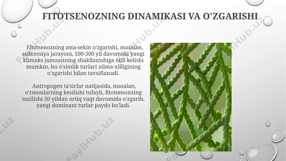 fitotsenoz strukturasi - Page 5
