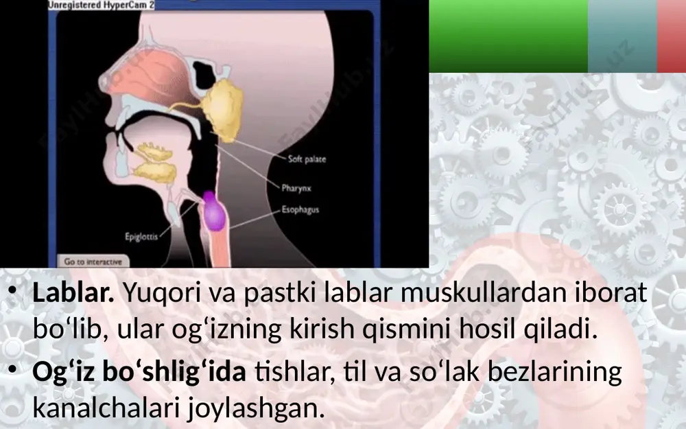 ular pepsin, lipaza fermentlari va xlorid kislota ajratadi. pepsin ovqat tarkibidagi oqsillarni, lipaza yog‘larni parchalaydi. xlorid kislota esa pepsin fermentining faollik kuchini oshiradi. odam me’da va ichak shirasini tekshirish maqsadida zondlash, ya’ni elastik rezina naycha kiritish metodi qo‘llaniladi. hazm qilish organlarining holatini o‘rganishda rentgenoskopiya metodidan foydalaniladi. buning uchun kasalga rentgen nurlarini o‘tkazmaydigan moddadan tayyorlangan bo‘tqa ichiriladi. so‘ngra rentgen ekranida hazm qilish nayi har xil qismlarining chegarasi aniqlab olinadi. hozirgi davrda ovqat hazm qilish sistemasini ultratovush yordamida tekshirib, tashxis qo‘yish metodi keng qo‘llaniladi. me’dada ovqat hazm bo‘lib, o‘n ikki barmoq ichakka o‘tkaziladi. o‘n ikki barmoq ichak. bu ingichka ichakning boshlang‘ich qismi bo‘lib, uzunligi o‘n ikkita barmoq eniga teng (25—30 sm) bo‘ladi. shuning uchun u o‘n ikki barmoq ichak deb ataladi. bu ichak bo‘shlig‘iga me’daosti bezining shirasi va jigarning o‘t suyuqligi quyilib turadi. me’daosti bezi suyuqligining tarkibida oqsilni parchalaydigan tripsin, yog‘larni parchalaydigan lipaza va uglevodlarni parchalaydigan amilaza fermentlari bo‘ladi. o‘n ikki barmoq …