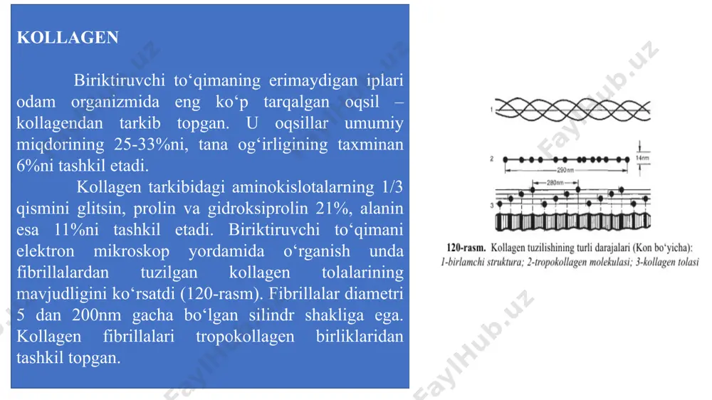 o‘rtasida hosil bo‘ladi, lekin 3 yoki 4 peptid zanjirlardagi lizin qoldiqlaridan ham hosil bo‘lishi mumkin. avval 3 lizin qoldig‘i ε-aldegidgacha oksidlanadi, keyin esa to‘rtinchi lizin qoldig‘i bilan kondensatsiyalanadi. natijada desmozin yoki izodesmozin hosil bo‘ladi. desmozin va izodesmozin ko‘ndalang bog‘lar hosil qilishda qatnashadi. ko‘ndalang bog‘lar hosil qilishda lizinnorleytsin ham qatnashadi. nativ elastin iplari tripsin yoki ximotripsin ta’sirida hazmlanmaydi, lekin pepsin ta’sirida ph 2da sekin gidrolizlanadi. oshqozon osti bezida proelastaza ishlab chiqariladi. u tripsin ta’sirida elastazaga aylanadi va alifatik aminokislota karboksil guruhi hosil qilgan peptid bog‘larini gidrolizlaydi. elastin kollagen, proteoglikan va qator gliko- va muko‘proteinlar bilan birga fibroplastlar biosintetik faoliyatini mahsuloti hisoblanadi. hujayra biosintezini bevosita mahsuloti bo‘lib elastin, uning o‘tmishdoshi bo’lib esa proelastin hisoblanadi (kollagenda 453 prokollagen). tropoelastin ko‘ndalang bog‘lar saqlamaydi, eruvchan. keyinchalik tropoelastin yetilgan elastinga aylanadi, erimaydi, ko‘p miqdorda ko‘ndalang bog‘lamlar saqlaydi. proteoglikanlar biriktiruvchi to‘qima hujayradan tashqari moddasini proteoglikanlar hosil qiladi va to‘qima quruq massasining 30% ini tashkil etadi. bular yuqori …