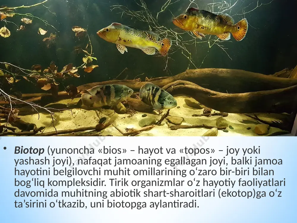 ekosistemalarning tarkibiy qismlari. 11 - sinf - Page 4