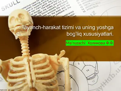 tayanch-harakat tizimi va uning yoshga bog’liq xususiyatlari — PPTX