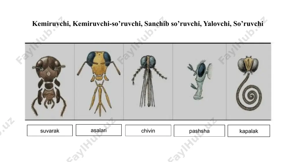 horat oziq so’rayotganida qillar g’ilofdan chiqarilib, o’simlik yoki hayvon tanasiga sanchiladi: suyuq oziq g’ilof nayi orqali so’rib olinadi. yalovchi tipdagi og’iz o’rgani suyuq oziqni yalab olishga moslashgan bo’lib, pashshalarda rivojlangan. yalovchi og’iz o’rganidan faqat pastki lablar yaxshi rivojlanib, filtirlovchi apparatga ega bo’lgan plastinkasimon ikkita o’simtani hosil qilgan. yuqori lab va gipofarinks pastki labning oldingi devoir bilan birga naychani hosil qiladi. pastki lab plastinkasi yordamida yalab va filtirlab o’tkzilgan suyuq oziq ana shu naychaga kelib tushadi. yuqori jag’lar hamda 1-juft pastki jag’lar reduksiyaga uchragan. yalovchi og’iz apparati hasharotlarning og’iz a’zolarining turlari. kemiruvchi kemiruvchi so‘ruvchi so‘ruvchi sanchib so‘ruvchi yalovchi har xil turdagi hasharotlar og'iz apparati: a - kemiruvchi, b - -kemiruvchi so’muvchi, c - so'ruvchi. d- sanchib so’muvchi a - antennalar; c - murakkab ko'z; lb - labium; lr - labrum; md, mandibulalar; mx - maksilla kemiruvchi kemiruvchi hasharotlar oʻsimlikning turli organlarini, toʻqimalarini kemiradi. bu hashorotlarning oziq turi qattiq bo’lganligi sababli og’iz …