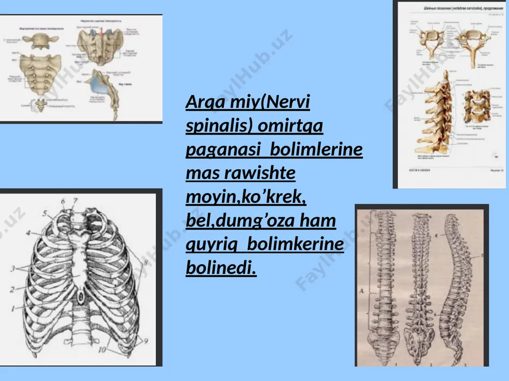 mlari gangiliy yaki tuyin payda etedi. simpatik nerv stvoli truncus symphaticus aldingi tarepten basqa shekem ham arqada 4-quyriq omirtqasi baradi hamde moyi , kokrek,bel,dumg’oza,quyriq bokimkerine bokinedi.moyin bolimi ortaliq uyqi arteriyasin janinda boladi ham sayyar nerv penen qosilip orta stvoldi payda etedi. yarim ay siyaqli tuyin.gangeleyna semulunare taqaga uqsas bolip ishek perdesinin aldingi arteryasin orap turadi.bul nerv ush bolek bolip,ekewi qarin arteryasin,birewi ishek perdesinin aldingi arteryasin orap turadi. diqqatlariniz ushin raxmettt image1.jpeg image2.jpeg image3.jpeg image4.jpeg image5.jpeg image6.jpeg image7.jpeg image8.jpeg image9.jpeg image10.jpeg image11.jpeg image12.jpeg image13.jpeg