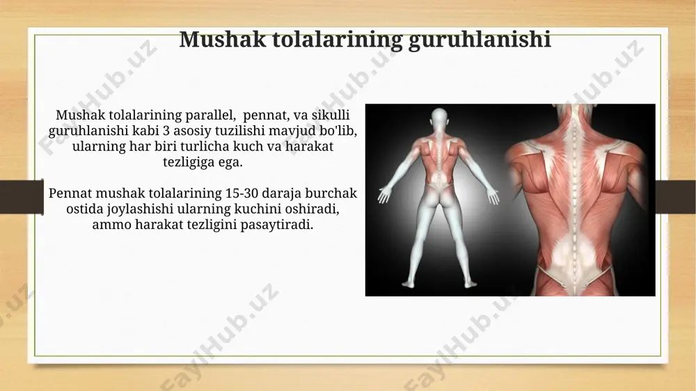 muskullarning tuzilishi - Page 4