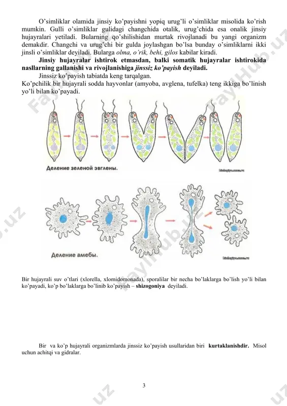biatda keng tarqalgan. ko’pchilik bir hujayrali sodda hayvonlar (amyoba, avglena, tufelka) teng ikkiga bo’linish yo’li bilan ko’payadi. bir hujayrali suv o’tlari (xlorella, xlomidomonada), sporalilar bir necha bo’laklarga bo’lish yo’li bilan ko’payadi, ko’p bo’laklarga bo’linib ko’payish – shizogoniya deyiladi. bir va ko’p hujayrali organizmlarda jinssiz ko’payish usullaridan biri kurtaklanishdir. misol uchun achitqi va gidralar. achitqining kurtaklanishi gidraning kurtaklanishi kurtaklanib ko’payishda, dastlab, ona organism tarkibida yadrosi bo’lgan bo’rtma hosil bo’ladi. u o’sib ona organizm darajasida kattalashadi, so’ngra ajralib mustaqil yashaydi. ko’p hujayrali chuchuk suv gidrasida kurtak hujayralar guruhidan iborat bo’lib, kurtaklar ona organizm tanasi hisobiga oziqlanib, tez rivojlanadi. ularning uchida paypaslagichlari va og’iz teshigi paydo bo’ladi. yosh gidralar biroz o’sgandan keyin ona organizmdan ajralib mustaqil yashay boshlaydi. o’simliklar orasida vegetativ ko’payish keng tarqalgan bo’lib, ular qalamchalari, gajaklari, ildiz bachkisi, tugunaklari, piyozchalari va ildizpoyalari orqali ko’payadi. kartoshka, batat, shoyigul tugunaklari yordamida, tol, terak, tok, qoraqat qalamchalari yordamida, olma, yantoq, olcha, terak kabilar ildiz …