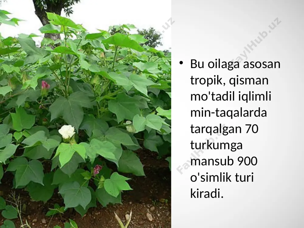 gulxayridoshlar oilasi. 6 - sinf - Page 3