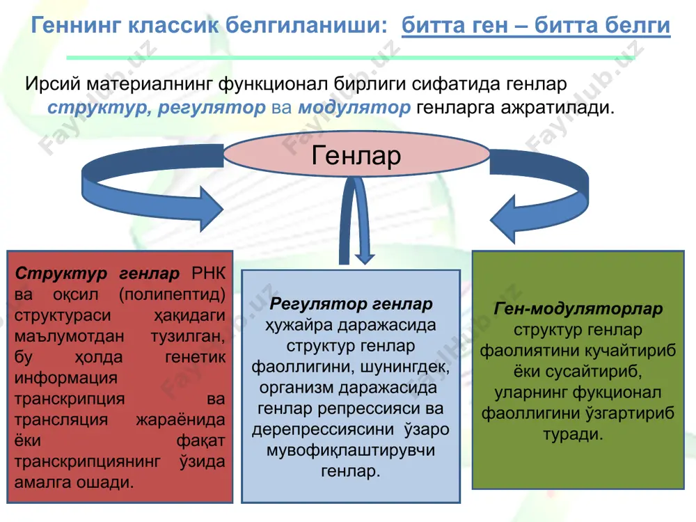 nlar rrnk 5s-pphk, 5,8s-pphk, 18s-pphk, 28s-pphk barcha rrnk genlari xromosomaning yadrocha hosil bo'ladigan uchastkalarida joylashgan va yadrochalar bilan bog'langan. rrnk ning alohida joylashgan 5s-pphk genidan tashqari uch geni klasterga birlashgan. rrnk genlari strukturasi giston genlariga juda ham o'xshash: - bu genlar ko'p sonli nusxalar bilan ifodalanadi: 100 dan (sichqonlarda) 280 gacha (odamlarda), pixli qurbaqaning etilib kelayotgan ootsitlarida esa amplifikatsiya hisobiga rrnk genlari soni 2 mln nusxaga ko'payadi; - rrnk uch genining klaster uzunligi 8 ming j.n. ga teng, klaster genlari speyserlar, shuningdek qo'shni klasterlar bilan ajratilgan; - har bir klaster endonukleazalar ta'sirida uchta etuk rrnk: 5.8s, 18s i 28s molekulalariga bo'linib ketuvchi bir molekula pre-rrnk ni shakllantirib, transkriptsiyani bir butun birlik sifatida amalga oshiradi. . eukariotlar genomida ko'p miqdordagi trnk genlari mavjud: drozofilada 850, odamlarda 1300 ta. ular ham klasterlarga guruhlanib, turli xromosomalarda joylashgan. eukariotik hujayralarda har bir tipining 10-20 nusxasi bo'lgan, jami 40-60 tagacha trnk ning asosiy turlari mavjud. …