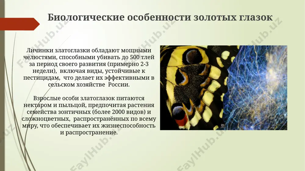 златоглазки - Page 5