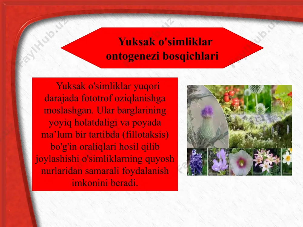 o'simliklarning o'sishi va rivojlanishi - Page 3