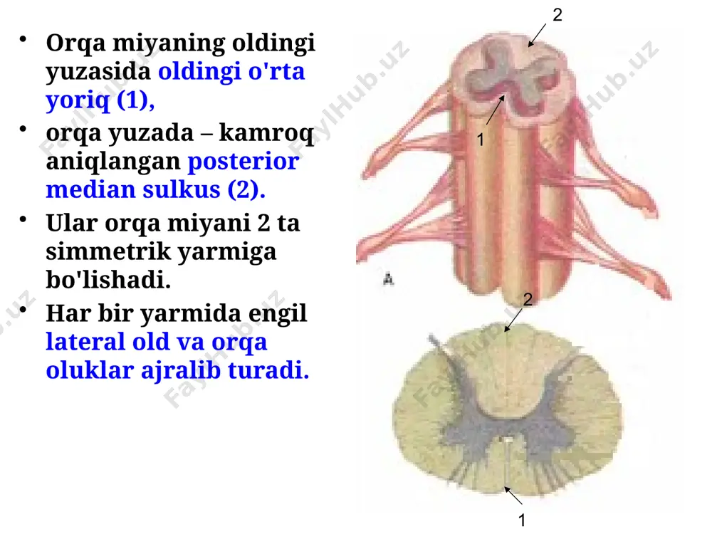 orqa miyaning fiziologiyasi - Page 5
