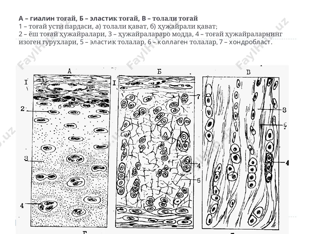 – тоғай матрикс, 12 – коллаген толалар тутамлари, 13 – фиброцитлар толали тоғай. толали тоғайнинг электрон микроскопияси. донадор эт билан тўлган учта хондроцит кўринади. бу ҳужайралар тоғай матрикси оқсилларини синтезлайди. хондроцитларни юпқа коллаген толалар ўраб туради. суяк тўқима 1. пластинкасимон суяк тўқимасининг тузилиши. 2. суяк тўқимасининг структур-функционал бирлиги – остеон. 3. суяк тўқимасининг ҳужайралари. 4. суяк тўқимасининг ривожланиши: бевосита ва билвосита остеогенез. пластинкасимон найсимон суяк тузилишининг умумий режаси. 1 – периост (а – толали қават, б – остеоген қават), 2 – қон томирлари, 3 – нервлар, 4 – эндост, 5 – ташқи пластинкалар қавати, 6 – прободающие коллаген толалар, 7 – прободающий канал, 8 – остеоген қават, 9 – остеон (е – марказий канал), 10 – вставочная пластинка, 11 – ички пластинкалар қавати, 12 – остеоцитлар. найсимон суяк диафизидаги пластинкасимон суяк тўқимаси 1 – периост , 4 – эн-дост, 5 – ташқи пластинкалар қавати, 6 – тешиб ўтувчи коллаген толалар, …