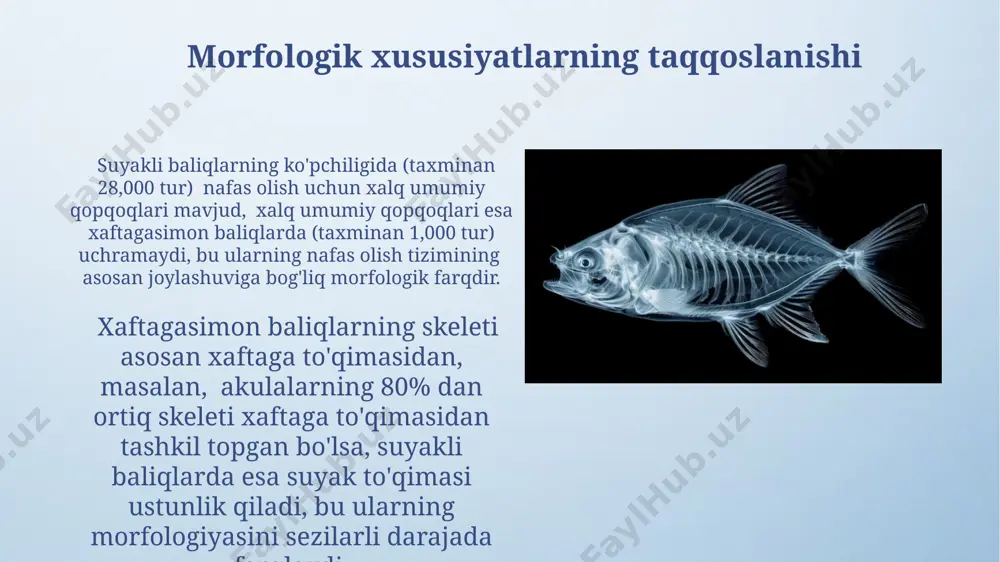 togʻayli va suyakli baliqlar sistematikasi - Page 5
