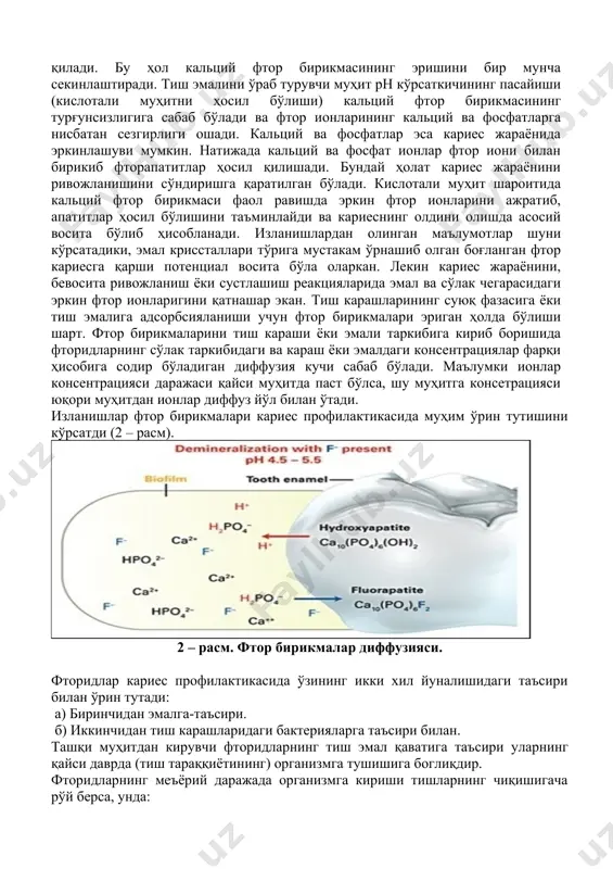 анда тиш карашлари таркибидан фтор элементини эркин фтор иони сифатида ажратиб чиқаради. бу эса эмалда содир бўлиши мумкин бўлган деминерализация жараёнини секинлаштиради ёки бутунлай тўхтатади. тиш эмали юзасида фтор ионларининг доимий мулоқоти эвазига кальций фторнинг микрокрисстал глобўлалари ҳосил бўлиб, эмалнинг кариесга нисбатан турғунлигини таъминлаб туради. организмга фтор моддасиннг узлуксиз равишда оз-оз миқдорда кириб туриши (тиш пастаси таркибида) эмал қаватнинг фтор билан таъминлаб унинг кариесга нисбатан турғунлик мувозанатини сақлаб туришга имкон яратади. олинган маълумотларга кўра фторид кальций микрокриссталлари эмал юзасида ҳосил бўлгандан сўнг улар кальций фосфат ва оқсил молекуласига ўралади (қопланади). кальций фосфат ҳамда оқсил моддаси доимо сўлак таркибида мавжуд бўлади. фосфат ионлари кальций фторид криссталларининг фаоллик марказларига адсорбсияланиб фторгидроксиапатит минерал бирикмасини ҳосил қилади. бу ҳол кальций фтор бирикмасининг эришини бир мунча секинлаштиради. тиш эмалини ўраб турувчи муҳит рн кўрсаткичининг пасайиши (кислотали муҳитни ҳосил бўлиши) кальций фтор бирикмасининг турғунсизлигига сабаб бўлади ва фтор ионларининг кальций ва фосфатларга нисбатан сезгирлиги ошади. кальций …