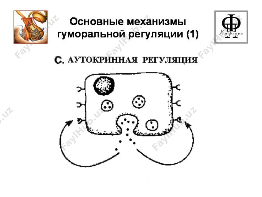 ангининг ўзгариши, мўртлиги, тишларнинг ишқаланганлиги, пульпада дентикларнинг ҳосил бўлиши, тиш бўшлиғининг облитерацияси билан наъмоён бўлади. - оғиз бўшлиғининг шиллиқ қавати трофикаси бузилганлиги : шишиш, цианоз, трофик эрозия, яра ва ёриқлар ҳамда пародонтдаги дистрофик ва яллиғланиш ўзгаришлар орқали кўриниб туради. иценко-кушинг касаллиги. адипозогенитал дистрофия ( фрелих касаллиги). иккита асосий симптом семириш ва гипогонадизм билан наъмоён бўлади. туғма гипоталамус ва гипофиз аномалияларида ёки эмбрионал ва постэмбрионал даврда хар ҳил патоген факторлар шу жумладан, инфукциялар ёрдамида оралиқ миянинг шикастланиши. белгилари: - сут ва доимий тишлар чиқишининг кечикиши, -организмнинг умумий ривожланишини сусайиши билан тишлар илдизларининг ҳосил бўлишини кечикиши ; - прикус аномалияси кузатилади - юз скелети суяклари ўсиши йетишмовчилиги кўпинча тоғайларнинг эпифизар чизиқлари ёриқлари битмаслигига олиб келади. қалқонсимон без касалликларининг стоматологик белгиларининг наъмоён бўлиши. қалқонсимон безининг гиперфункцияси 1. захарли бўқоқ оғиз бўшлиғининг шиллиқ қаватида дистрофик ва некробиотик жараёнлар билан кузатилади. беморларда : - лаб юзаси ва юқориги жағ сўйлоқ тишлари эмали структурасида эрозия,чуқурча, эгатча …