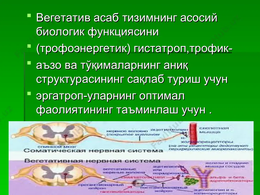 мпатик иннервация билан таъминиланади. иш фаолияти симпатик тизим парасимпатик тизим кўз қорачиғи кенгаяди қон томирлар тораяди ақб ошади юрак уриш тезлашади қонда қанд миқдори ошади озиб кетиш қабзият кузатилади ошқозон-ичак тизим фаолияти сусаяди кўз қорачиғи тораяди қон-томирлар кенгаяди ақб тушади юрак уриш секинлашади қонда қанд миқдори пасаяди ҳушдан кетишга мойиллик семириш гипергидроз журъатсизлик апатия сегментар усти қисми гипоталамус ретикуляр формация пешонанинг премотор зонаси гипоталамус нейронлар йиғиндисидан иборат кўп сонли ядролардан ташкил топган, бош миянинг кўп қисмлари билан боғланган. гипоталамус информацияни олиб мураккаб рефлектор ва нейрогуморал реакцияларни таъминлайди. гипоталамуснинг орқа бўлаги эрготроп функция, яъни ташқи муҳит ўзгаришига организмни мослашувини, олдинги қисм эса трофотроп вазифа – ассимиляция жароеннларини амалга оширади. (гипоталамуснинг 1 мм квадратида 1600-2600 капиллярлар жойлашган) патологияси орқа гуруҳ ядроларини қитиқланиши гипоталамик нерв системасини тонусини ортишига олиб келади. (артериал босим кўтарилади), бу ядроларнинг емирилиши эса уйқу касаллиги ва тана ҳарорратини пасайишини келтириб чиқади. ўрта гуруҳ ядроларининг қитиқланиши шиллиқ қаватларга геморрагик тошмалар …