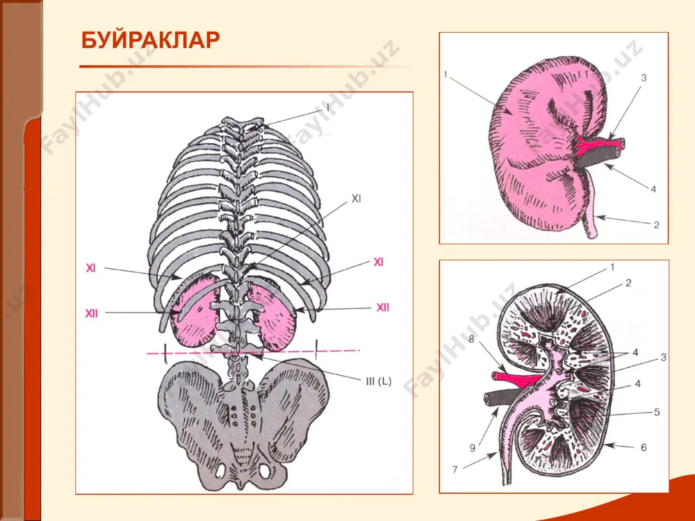 р «facies nephritica» анасарка сўраб- суриштириш сўраб суриштириш буйрак ва юрак касалликлардаги шишларнинг фарки фарки буйрак шишлари юрак шишлари касаллик бошланишида юзда ,купрок эрталаблари оекларда , купрок кечкурун шишни касалликнинг кейинги боскичларида учраши - хамма ерда - юзда - баданда - кул ва оёкларда - айрим ерда - оекларда ва баданларда - белда тери ранги рангсиз кукимтир(акроцианоз) пайпаслаш (пальпация) пайпаслаш (пальпация) пайпаслаш (пальпация) буйракни пайпаслаб текшириш тахлили буйрак пайпасланиши буйрак юзасининг холати буйрак консистенцияси огрик патология эхтимоли горизонтал холатда буйрак пайпасланмайди ---- ---- мавжуд эмас меьёрда ёки касалликларда буйракнинг ахамиятсиз катталашиши ёки силжиши . горизонтал холатда буйрак пайпасланади. текис, силлик сал зичлашган сал ёки йук гидронефроз юмшок эластик консистенцияда мавжуд эмас нефроптоз(буйракнинг пастгга тушиши) гадир-будир, нотекис каттик сал буйрак усмалари юмшок эластик консистенцияда йук ёки сал буйрак поликистози тукиллатиш (перкуссия) буйрак санчиқ синдроми -буйрак ва юқори сийдик йўлларидаги турли касалликларда сийдик чикариш найлари, буйрак лоханкаси ,чашкаларида окклюзия холати содир булганда …