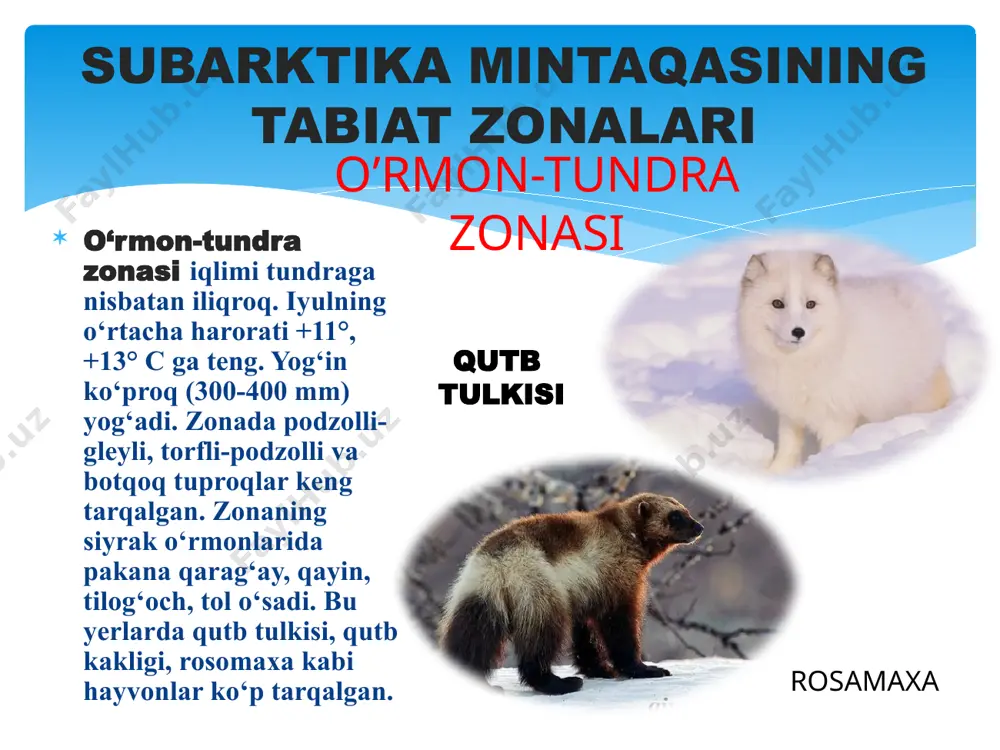 arktika mintaqasining tabiat zonalari - Page 5