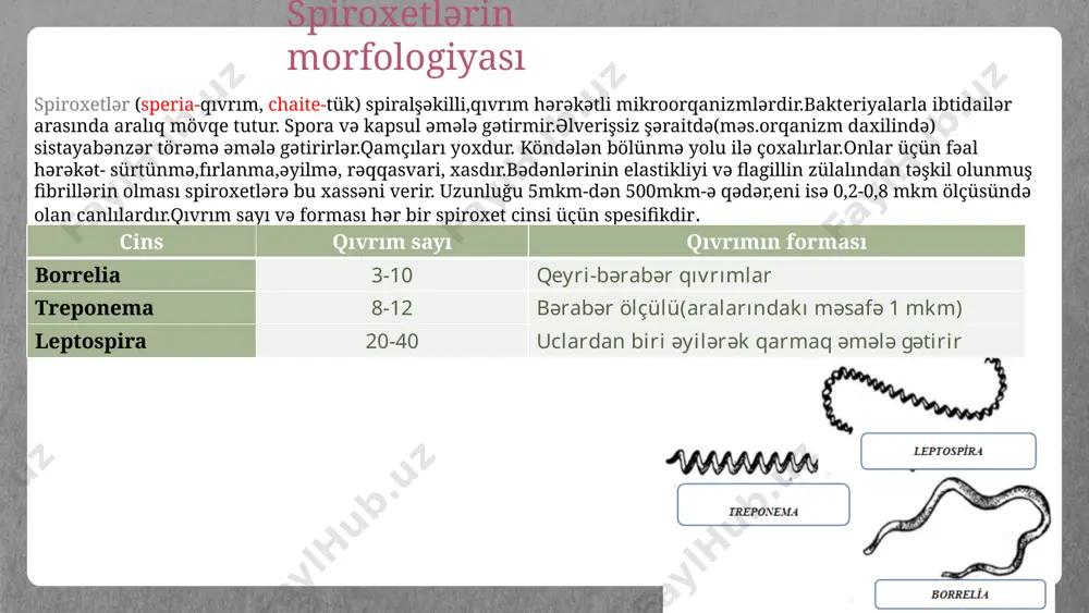 anan bəzi birləşmələr qısa dalğa uzunluqlu ultrabənövşəyi və ultragöy işığı absorbsiya edir.avtoflüoressent mikroorqanizmlər(təbii flüoressent xassəli) olsa da,bu üsul adətən flüoressent boyalarla rənglənmiş mikrobların xüsusi flüoressent mikroskoplarda tədqiqinə əsaslanır. bu mikroskoplarda yüksək təzyiqli civə,halogen və ya ksenon buxarlarından istifadə olunur.bir sıra filterlər buxar nəticəsində yaranan istiliyi azaldaraq analizə problem yarada biləcək infraqırmızı şüaları aradan qaldırır.bu üsulla boyanan orqanizm və nümunələr tünd fonda parlaq çəkildə əks olunur. flüoressent mikroskopiya treponema pallidum romanovski-gimza üsulu gimza boyağı azur b(tünd göy),eozin y(çəhrayı-qırmızı) və metilen abısı qarışığından ibarətdir.bu rənglənmə üsulu ilə spiroxetlər, ibtidailər,mikroorqanizmlərin struktur elementləri(nüvə,kapsula,dənələr,selik və qanın formalı elementləri) müxtəlif rəngə boyanır. eozin ionlar mənfi yüklənmişdir və hüceyrənin əsasi komponentlərini narıncıdan çəhrayıya boyayır.digər boyalar isə hüceyrənin turş hissələrinin rəngini mavidən bənövşəyiyə doğru dəyişir. leptospira çəhrayı-narıncı borrelia göy-bənövşəyi treponema solğun çəhrayı borrelia gimza üsulunun mexanizmi qandan,irindən,toxuma mayesindən,təmiz mikrob kulturalarından və s.yaxma hazırlanır və havada qurudulur.kimyəvi fiksasiyadan sonra təkrar havada qurudulur və rənglənir.boyaq əvvəldən distillə suyu ilə 1:10 …