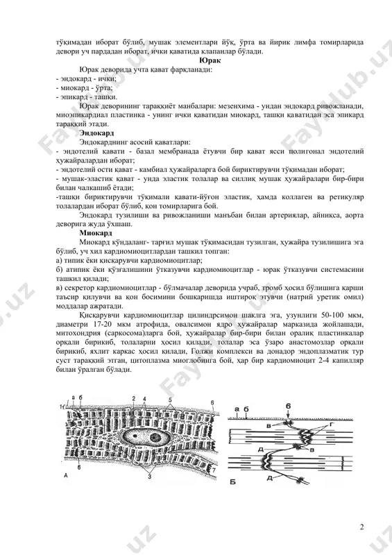 а парда суст ривожланган ва асосан коллаген толалардан ҳамда айланасига йўналган силлиқ мушак ҳужайралари тутамларидан иборат, ташқи қават энг кучли тараққий этган ва ўзида коллаген, эластик толалар тутган бўлиб,улар орасида узунасига йўналган силлиқ мушак тутамлари жойлашади. мушак элементлари кучли тараққий этган веналарга асосан тананинг пастки қисмида жойлашган йирик веналар киради (масалан, сон венаси, пастки кавак вена ва бошқалар). улар деворининг тузилиши қон босими пастлиги ва қонни юқоридан тепага кўтариш зарурлиги билан белгиланади. бу томирларда уч парда бўлиб, уларнинг ҳаммасида ҳам силлиқ мушак элементлари яхши ривожлангандир. лимфа томирлари лимфа капиллярлари қон билан тўқима суюқлиги орасидаги мувозанатни сақловчи энг асосий тузилмалардир. лимфа капиллярлари боши берклиги, диаметри кенгроқлиги, эндотелий ҳужайралари каттароқлиги, базал мембранаси ва перицитлар бўлмаслиги билан ажралиб туради. лимфа томирлари майда, ўрта ва йирик томирларга бўлинади. тузилиши жиҳатдан веналарга ўхшайди, майда томирларда девори эндотелий ва бириктирувчи тўқимадан иборат бўлиб, мушак элементлари йўқ, ўрта ва йирик лимфа томирларида девори уч пардадан иборат, ички …