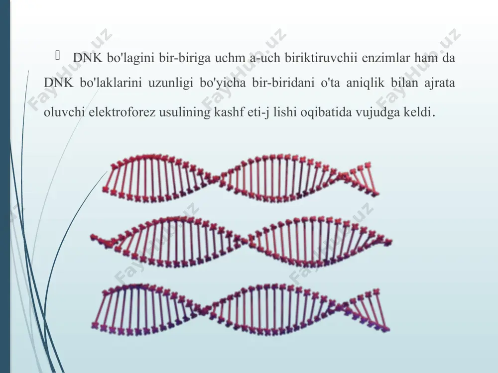 qanday tirik mavjudot hujayralarining irsiy programmasini maqsadga muvofiq modellashtirish, yangi shtamm virus va mikroorganizmlar, oʻsimlik, hayvon hujayralarining yangi xillarini, oʻsimlik navlari va hayvon zotlarining q. x. uchun zarur shakllarini yaratish va b. g. i. vazifasidir. aqsh olimi p. berg xodimlari bilan birga virus va mikroorganizmlar irsiy molekulasi qismlarini probirkada ulab, rekombinant dnk olishi g. i. ning vujudga kelishiga asos soldi (1972). g. i. umumiy genetika, molekulyar genetika, molekulyar biologiya, bioorganik kimyo, mikrobiologiya, oʻsimlikshunoslik kabi biologik fanlar nazariyalari hamda tadqiq etish usullarining bir-birini toʻldirishi tufayli shakllandi. g. i.ning rivojlanishida genetik enzimologiya va nuklein kislotalar kimyosi yutuklari katta ahamiyatga ega. molekulyar darajada olib boriladigan ishlar natijasi ikki xil ferment — restriksiyey endonukleaza va ligazaga bogʻliq. restriktazalardan (300 dan ortiq xili bor) dnk molekulasini har xil qismlarga ajratishda, ligazadan esa ularni yana qayta birlashtirishda foydalaniladi. g. i.da eng koʻp ishlatiladigan restriktaza (yeso rb) 1971 y.da olingan. g. i.ning rivojlanish tarixi in vitro sharoitida …