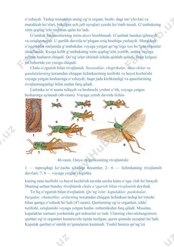 lanishi: 1 — tuproqdagi ko‘zacha ichidagi tuxumlar; 2—6 — lichinkaning rivojlanish davrlari; 7, 8 — voyaga yetgan chigirtka kaning tana tuzilishi va hayot kechirish tarzida uncha katta o‘zga- rish bo‘lmaydi. shuning uchun bunday rivojlanish chala o‘zgarish bilan rivojlanish deyiladi. to‘liq o‘zgarish bilan rivojlanish. qo‘ng‘izlar, kapalaklar, pashshalar, burgalar, chumolilar, arilarning tuxumdan chiqqan lichinkasi tashqi ko‘rinishi bilan qurtga o‘xshash bo‘ladi (47-rasm). qurtlarning og‘iz organlari, ichki tuzilishi, oziqlanishi voyaga yetgan hasha- rotlarnikidan farq qiladi. masalan, kapalaklar xartumi yordamida gul nektarini so‘radi. ularning chuvalchangsimon qurtlari og‘iz organlari kemiruvchi tipida tuzilgan, qorin qismida oyoqlari bo‘ladi. kapalak qurtlari o‘simlik to‘qimalarini kemiradi. yashil bronza qo‘ng‘izi gullarning changi va boshqa qismlari, uning qurtlari esa chirindi bilan oziqlanadi. mustahkamlash quyidagi sxemada ifodalangan ma’lumotlarni eslab qoling. xulosa yozing uyga vazifa uyga vazifa 1.darslikdagi 79-82- ahifalarni oqing. 2.mavzu songgidagi topshiriqlarga javob yozing. rasmlarni chizing darsning oltin qoidasi darsning oltin qoidasi darsning oltin qoidasi "ong qo'l qoidasi" ga rioya qilish; diqqat - …
