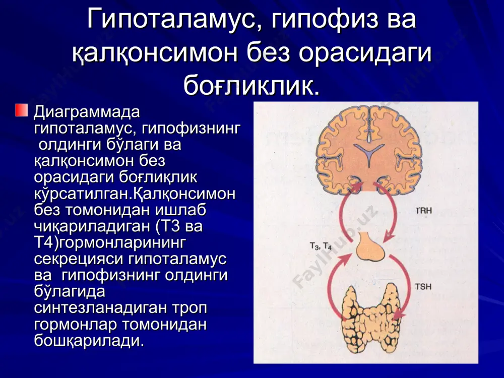 фияси, шикастланган фолликулларда коллоид аниқланмайди, шунинг учун гранулематоз яллиғланиш бўлса керак деген фикр мавжуд. қалқонсимон безнинг деструкцияси гипотироидизмга олиб келади. фолликуллар регенерацияси одатда шикастланган ўчоқларнинг четларидан бошланади. сурункали тиреоидит сурункали тиреоидит (хашимото тиреоидити; struma lymphomatosa; аутоиммун тиреоидит) гипотиреоидизмнинг асосий сабабчиси ҳисобланади ва классик аутоиммун касалликка мисол бўлади. беморларда ва уларнинг яқинлари қонида тиреоглобулинга қарши антителолар аниқланади. беморларда ва яқинларида бошқа аутоиммун касалликлар ҳам ривожланиши мумкин. хашимото тиреоидити хашимото тиреоидити. қалқонсимон без паренхимаси герминатив марказга эга бўлган лимфоид фолликуллар билан намоён бўлган. хашимото тиреоидити бу симметрик кичиклашган қалқонсимон без. бу пациентда гипотиреоз бўлиб, хашимото тиреоидити натижасида юзага келган атрофик ўзгариш. дастлаб без катталашган бўлиши мумкин, кейинчалик кичиклашаган (эутиреоид гипотиреоид холатига ўтгач). нотўғри т-хужайравий фаоллик в-хужайравий стимуляцияга сабаб бўлган ва аутоантителолар ишлаб чиқарилган. хашимото тиреоидити. қалқонсимон без ўсмалари қалқонсимон безнинг хавфсиз ўсмалари фолликуляр эпителийдан ривожланади ва шунинг учун фолликуляр аденомаларга киритилади. ўсмалар кўпинча ягона тугун сифатида ўсади. фолликуляр аденома микроскопик тузилиши қалқонсимон …