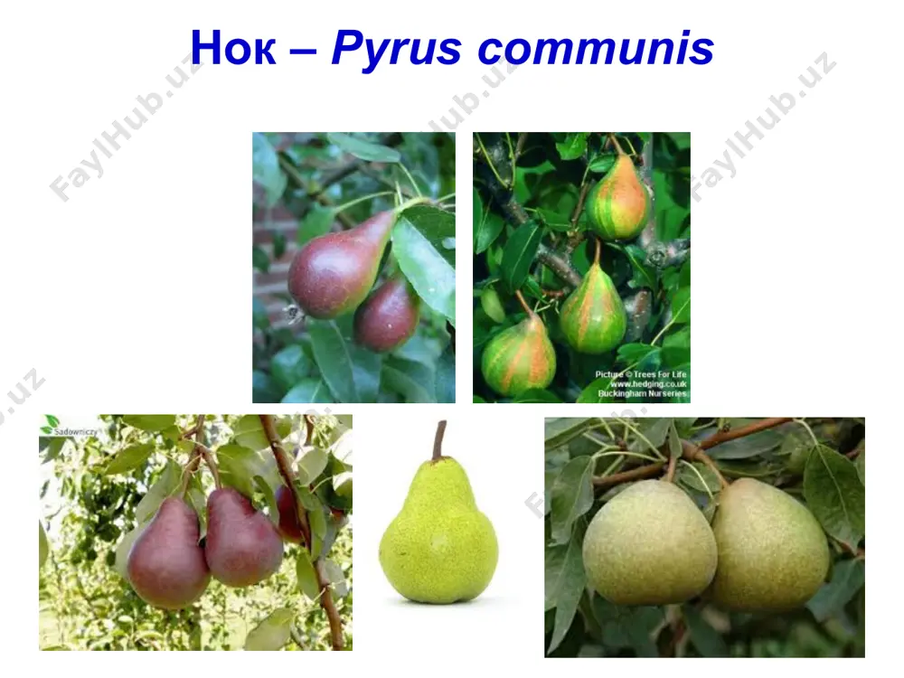 р: макфри, пионер, трент, нова изигро, новамак, ришелье ва роувиль навлари чидамли, прима, присцилла, сир прайз, жонафри ва редфри ўта чидамли. нокнинг калмараз касаллиги қўзғатувчи замбуруғ: venturia pirina – вентуриа пирина анаморфаси: fusicladium pyrorum – фузиклядиум пирорум нокнинг калмараз касаллиги нокнинг калмараз (қўтир, парша) касаллиги нокда дунёнинг барча мамлакатларида, жумладан марказий осиё давлатларида ҳам тарқалган, ўзбекистонда барча вилоятларда учрайди. касаллик белгилари. касаллик нок дарахтларининг барг, гулкосабарглари ва меваларини, барг ва мева бандларини новда ва куртак тангачаларини (қобиғини) зарарлайди. нок мевалари олмага кўра қаттиқроқ шикастланади. нок барги ва ёш мевасида калмараз касаллигининг белгилари (қўзғатувчи venturia pirina). нок меваларида калмараз касаллигининг белгилари (қўзғатувчи venturia pirina). нок новдасида калмараз касаллигининг белгилари (қўзғатувчи venturia pirina). касалликнинг зарари. касалликнинг мева ҳосилига зарари олмадагига ўхшайди, аммо ҳосил йўқотилишининг фоизлари ўзбекистонда тажрибада ўрганилмаган. зарарланадиган экин турлари. бу касаллик билан маданий (pyrus communis, p. serotina, p. ussuriensis) ва бошқа нок турлари зарарланади, олма зарарланмайди. касаллик ривожланиши, қўзғатувчининг қишлаши, …