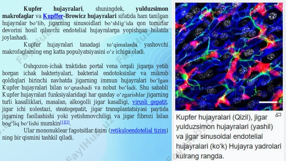 shga sarflanib sitoxrom p-450 tarkibidagi temir yana uch valentlikka (fe3+) o‘tadi. 4. oksidlangan substratning eruvchanligi oshadi va metabolitik reaksiya osonlashadi. sitoxrom p-450 substratning keyingi molekulasi bilan reaksiyaga kirishadi. reaksiyalarni ketma-ketligi r. estabook sxemasi (1971) orqali ifodalangan. keltirilgan reaksiyada nadfh2 ta’minotchilari: 1) izotsitratdegidrogenaza; 2) glyukoza-6-fosfat degidrogenaza; 3) 6-fosfoglyukonatdegidrogenaza. sitoxrom p-450 bilan ro‘y beradigan reaksiyalar oraliq va oxiri zaharli moddalar hosil bo‘lishi bilan o‘tadi (h2 o2 , oh, o2-, co va boshqalar). bu moddalarni zararsizlantirishda hujayra membranasi tarkibiga kiruvchi antioksidant vitaminlar (a, e, c va boshqalar), erkin radikallarga qarshi aktivlikka ega bo‘lgan mikroelementlar (zn, cu, ni, se va boshqalar) va fosfolipidlar himoya vazifasini bajaradi. sitoxrom p-450 ni katalitik aktivligi 3 xil yo‘l bilan boshqariladi: 1. molekula ichida o‘zgarishlar qilib sitoxrom p-450ni substrat spesifikligini o‘zgartirish bilan. 2. molekulalararo ta’sirot natijasida sitoxrom r-450- reduktaza fermenti faolligini o‘zgarishtirish bilan. 3. sitoxrom r-450 fermenti sintezini kuchaytirish (induksiya) yo‘li bilan. bu boshqaruv yo‘li tibbiyotda keng qo‘llaniladi. buning …