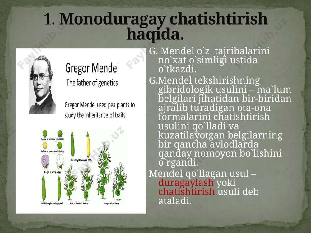 g.mendel qonunlari. monoduragay chatishtirish - Page 3