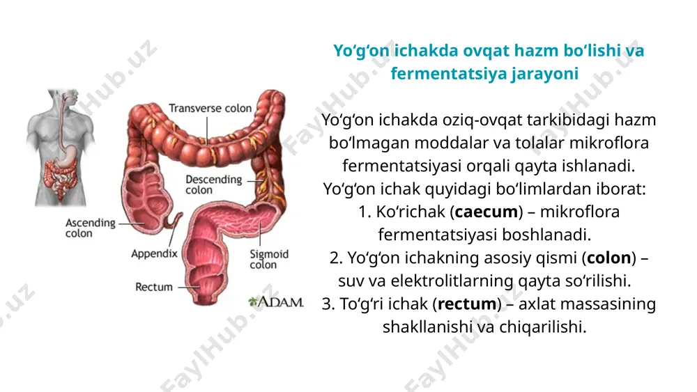 ingichka va yo’g’on ichakda ovqat hazmlanishi - Page 5
