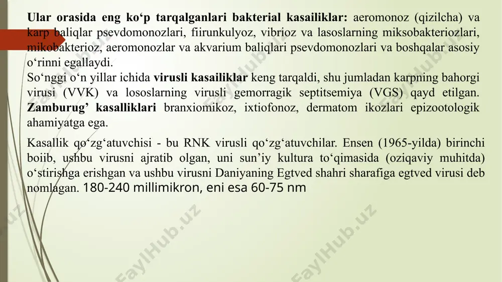 hini biroz yengillashtiradi. virus 44 °c da butunlay faolligini yo‘qotadi, 15 daqiqa davomida 30 °c da o‘zining patogenlik xususiyatini 50 % ga yo‘qotadi. 50 % li glitserinda, agarda harorat 14 °c boiganida virus o‘zining infeksion xususiyatini qariyb 6 kundan so‘ng yo‘qotadi. virus 14 °c dagi distillangan suvda bir sutka ichida saqlansa, o‘zining faolligini 50% 59 ga, suv havzalarida saqlansa, qariyb 90% ga yo'qotadi. virusga ultrabinafsha nurlari 10 daqiqa davomida oidiruvchi ta’sir qiiadi. dezinfeksiyalovchi moddaiardan 2% ii natriy ishqori va 3% li formalin virusni 5-10 daqiqa davomida oidiradi. aktiv xlor ixtiopatologiyada keng qoilaniladi, konsentratsiyasiga qarab virusni 2-20 daqiqa ichida oidirish qobiliyatiga ega. karp balig‘ining qizilchasi qizamiq (krasnuxa) - bu о 4a xavfli, keng tarqalgan infeksion kasallik hisoblanadi. kasallik, asosan, ukrainada, shimoliy kavkazda, markaziy osiyo respublikalarida hamda g‘arbiy yevropa mamlakatlarida keng tarqalgan. kasallikka zog‘orabaliq va uning yovvoyi turi - sazan moyil. kasallik bilan kamroq tovonbaliq, lin, oq amur, do‘ngpeshana kabi baliqlar kasallanadi. …