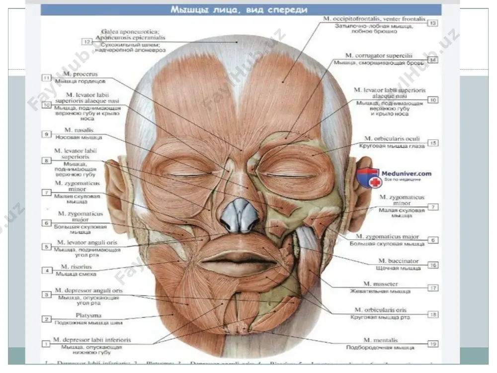 . 3. m. orbicularis oculi - ko'z kosasi atrofidagi aylana mushak. bu mushakda ko'z kosasi qismi - pars orbitalis, qovoqlar qismi - pars palpebralis va ko'z yoshi qismi - pars lacrimalis tafovut etiladi. boshlanish sohasi: 1) ko'z kosasi qismi peshona suyagining burun qismidan, yuqori jag' suyagining peshona o'simtasidan; 2) qovoqlar qismi lig. palpebrale medialedan; 3) ko'z yoshi qismi ko'z yoshi suyagining orqa qirrasidan boshlanadi.yakunlanish sohasi: raphe palpebralis lateralis va qosh terisiga birikadi. vazifasi: 1) ko'z tirqishini yopadi; 2) ko'z yoshi xaltachasini kengaytiradi. 4. m. corrugator supercilii - qoshlarni yaqinlashtiruvchi mushak. peshona suyagining burun qismidan boshlanib, qosh terisida yakunlanadi. vazifasi: qoshlarni yaqinlashtiradi va burishtiradi. innervatsiyasi: 5. m. depressor supercilii - qoshlarni tushiruvchi mushak. 6. m. procerus - takabburlik mushagi. burun suyagining pastki qismidan va burun tog'ayidan boshlanib, qoshlar orasidagi terida yakunlanadi. vazifasi: burunni jiyiradi va qoshlaming medial uchlarini o'zaro yaqinlashtiradi. 7. m. nasalis - burun atrofidagi mushak. mushak tarkibida pars transversa …