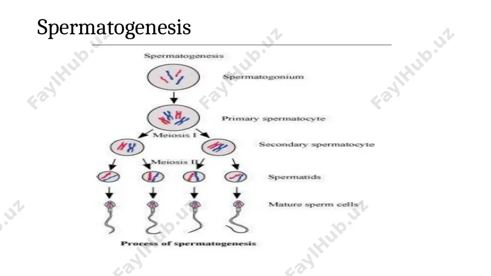specific p, glycoprotein - pregnancy associated plasma protein a (papp-a) q) true about hcg: a. a subunit is identical to lh, fsh and tsh b. causes involution of corpus luteum c. doubles in 7-10 days d. max. level seen at 60-70 days of gestation e. detected in serum and urine 8-9 days after fertilization human chorionic gonadotrophin • it is a glycoprotein hormone • this hormone has highest carbohydrate content of any human hormone • it has 2 subunits: - a subunit-biologically similar in lh, fsh and tsh - beta subunit-unique to hcg (specific) • structurally it is similar to lh, fsh, tsh but functionally it is similar to lh (i.e. luteotropic), i.e. helps in maintaining corpus luteum • half-life ofhcg is 24-36 hours • doubling time = 2 days ( 1 .4-2 days) • it can be detected in maternal serum as early as 8 days following fertilization/day 22 …
