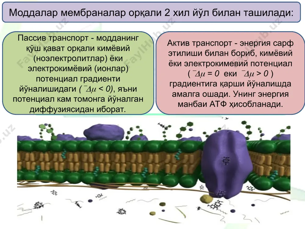 инг максимал қийматига эришади (тўйиниш). l модданинг с ташувчи воситасида мембрана орқали кўчиши қуйидаги тенглама ёрдамида аниқланади: бунда, а0 — модданинг ҳужайра ташқарисидаги концентрацияси, а. —ҳужайра ичидаги концентрацияси. шакар ва аминокислоталарнинг қатор аъзолар (ичаклар, буйрак, ўпка) эпителийсида кўчиши ташувчилар орқали амалга ошади. шакар кўчиши учун флоризин, ингичка ичакларда аминокислоталар транспорти рўй бериши учун пиридооксалфосфат бўлиши керак. * ҳаракатчан ташувчи ердамида амалга ошадиган осонлашган транспорт интенсивлигига мембрананинг фазоик ҳолати кучли даражада таъсир этади, мембрана "қаттиқ" ҳолатга ўтганда бу хил транспорт тезлиги кескин камаяди. ваниномисин ва бошқа ионофорлар тубан концентрация ҳолида ион­ларнинг мембрана орқали ташилишини тезлатади ва улар эффекти жиҳатидан ферментларга ўхшаб кетади. шунинг учун уларнинг фаолияти­ни ферментатив катализ қоидалари асосида тасвирлаш мумкин. нейтрал ва зарядли молекулаларнинг биологик мембраналар орқали ўтказилиши, асосан, осонлашган транспортнинг ҳар хил механизмлари, яъни ҳаракатчан ташувчилар ва ион каналлари воситасида амалга оширинади. бу хил транспорт, муайян моддаларни "таниб", уларни мембрана орқали ташишга қодир оқсиллар ва мембрананинг бошқа тар­киби …
