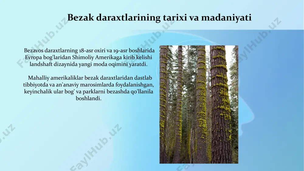 shimoliy amerika mintaqalarida osadigan manzarali daraxtlar - Page 4