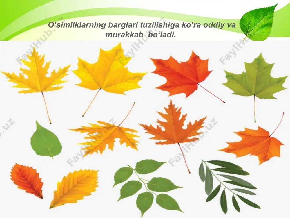 osil qiladi. masalan, totim, shoyi akatsiya va boshqalarda. rovoch, ojud, kovrak kabi o‘simliklarning bargi uzun – 50–70 sm dan 1 metrgacha yetadi. barglar yaproqlarining shakliga qarab juda xilma-xil bo‘ladi. o‘simliklar qaysi tur, turkum yoki oilaga mansubligini aniqlashda barglarning shaklidan keng foydalaniladi. masalan, olma, o‘rik, gilosning barglari yaxlit; tok, g‘o‘za, tut, anjirning barglari o‘yilgan bo‘ladi. qoqidoshlar (murakkabguldoshlar) va ziradoshlar (soyabon guldoshlar) oilalari ko‘pchilik vakillarining ildiz bo‘g‘izida joyl ashgan barglar, ya’ni to‘pbarglar nihoyatda yirik bo‘ladi. bunday barglarning yaprog‘i va bandi 50–60 sm va undan ham uzun bo‘ladi. xulosa qilib aytganda, barglar oddiy va murakkab, shakli jihatidan esa turlicha bo‘ladi. savol va topshiriqlar qanday barglar oddiy, qanday barglar murakkab barg deyiladi? barg yaprog‘i qanday shakllarda bo‘ladi? barg yaprog‘ining cheti qanday bo‘lishi mumkin? rediska, turp, sabzi, lavlagi, qulupnay, bug‘doy, lol a barglari qanday (oddiy yoki murakkab) barg? murakkab toq patsimon va murakkab juft patsimon bargl arga misollar keltiring. saksovulning bargi qaysi turdagi barglarga kiradi? …