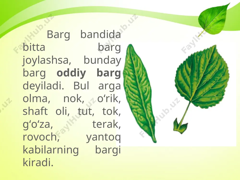 oddiy va murakkab barglar. barglarning shakllari. 5 - sinf - Page 3