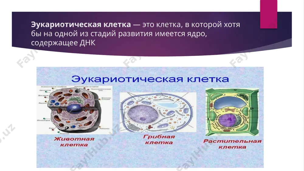 офилетический таксон наивысшего ранга. согласно наиболее распространённым гипотезам, эукариоты появились 1,6—2,1 млрд лет назад. важную роль в эволюции эукариот сыграл симбиогенез — симбиоз между эукариотической клеткой, видимо, уже имевшей ядро и способной к фагоцитозу, и поглощёнными этой клеткой бактериями — предшественниками митохондрий и пластид строение эукариотической клетки эукариотические клетки в среднем намного крупнее прокариотических, разница в объёме достигает тысячи раз. клетки эукариот включают около десятка видов различных структур, известных как органеллы (другое название, реже употребляемое в научной литературе, — органоиды), из которых многие отделены от цитоплазмы одной или несколькими мембранами (в прокариотических клетках внутренние органоиды, окружённые мембраной, встречаются редко). ядро — часть клетки, окружённая у эукариот двойной мембраной (двумя элементарными мембранами) и содержащая генетический материал: молекулы днк, «упакованные» в хромосомы. ядро обычно одно, но бывают и многоядерные клетки. деление на царства существует несколько вариантов деления домена эукариот на царства. первыми были выделены царства растений и животных. затем было выделено царство …