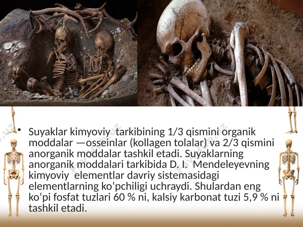 suyaklarning tuzilishi va tarkibi. 8 - sinf - Page 5