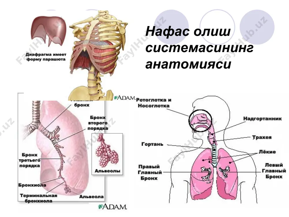 apillaries as carbon dioxide enters the alveoli. b. capillary/cellular exchange (1) cells give up carbon dioxide to the capillaries. (2) capillaries give up oxygen to the cells. нафас олиш системаси нафас хажмининг купайиши зурикиш вактида ва патологик холатларда чегараланган булиб, бу ковургаларнинг горизонтал жойлашиши ва диафрагманинг юкори жойлашиши билан боглик. шунинг учун болаларда нафас олишнинг минутлик хажмининг купайиши нафас сонининг купайиши билан боглик. катталарда нафас сонининг икки баробар купайиши ишни 50%га купайтиради, чакалоклар эса нафас сонини минутига 60 мартагача купайтира олади, аммо энергия сарфланиши кескин купайиши сабабли нафас функцияларии декомпенсациясига олиб келиши мумкин. дыхание газообмен . * pictures from: www.med-help.net/respitory2.gif (respiration); www.as.wvu.edu/~rbrundage/chapter10b/sld005.htm (capillaries) picture below: copyright © the mcgraw-hill companies, inc. permission required for reproduction or display. www.mhhe.com/biosci/esp/2002_general/esp/folder_structure/tr/m3/s10/trm3s10_2.htm respiratory physiology a. alveolar/capillary exchange (1) oxygen‑rich air enters the alveoli during each inspiration. (2) oxygen‑poor blood in the capillaries passes into the alveoli. (3) oxygen enters the capillaries as carbon dioxide …
