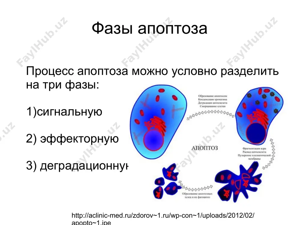 ить в результате комбинированного действия двух основных сигнальных путей — рецептор-зависимого и митохондриального. помимо этого, существует ряд менее распространённых механизмов инициации апоптоза. например, за счёт активации прокаспазы-12, локализованной в эндоплазматическом ретикулуме. высвобождение и активация прокаспазы-12 при этом обусловлены нарушениями внутриклеточного гомеостаза ионов кальция. * в качестве ещё одного фактора индукции апоптоза рассматривается атака инфицированных клеток цитотоксическими т-лимфоцитами, которые, помимо активации fas-рецептора, способны секретировать перфорин вблизи мембраны заражённой клетки. перфорин, полимеризуясь, образует трансмембранные каналы, через которые внутрь клетки поступают лимфотоксин-альфа и смесь сериновых протеаз. далее гранзим b активирует каспазу-3 и запускается каспазный каскад. http://www.immunologs.com/obshhaya-immunologiya/133/ * возможна инициация клеточной смерти при высвобождении лизосомальных протеаз — катепсинов. к примеру, каспаза-8 вызывает выход из лизосом активного катепсина b, который затем расщепляет регуляторный белок bid. в результате образуется активный белок t-bid, активирующий в свою очередь проапоптозный белок bax. http://www.muldyr.ru/a/a/apoptoz_-_fazyi_apoptoza * эффекторная фаза в течение эффекторной фазы различные инициирующие пути конвертируются в один общий путь апоптоза. …